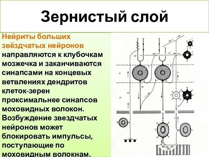 Зернистый слой Нейриты больших звёздчатых нейронов направляются к клубочкам мозжечка и