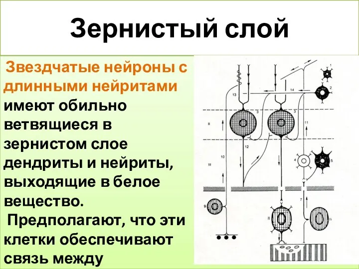 Зернистый слой Звездчатые нейроны с длинными нейритами имеют обильно ветвящиеся в