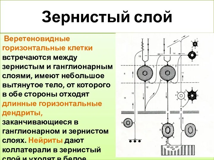 Зернистый слой Веретеновидные горизонтальные клетки встречаются между зернистым и ганглионарным слоями,