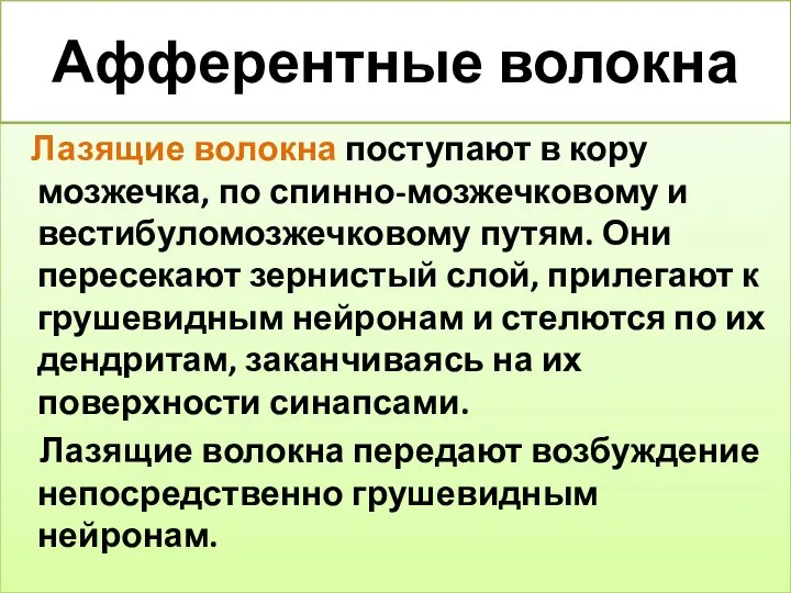 Афферентные волокна Лазящие волокна поступают в кору мозжечка, по спинно-мозжечковому и