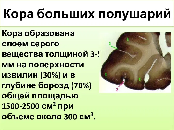 Кора больших полушарий Кора образована слоем серого вещества толщиной 3-5 мм