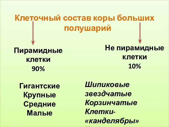 Клеточный состав коры больших полушарий Пирамидные клетки 90% Не пирамидные клетки