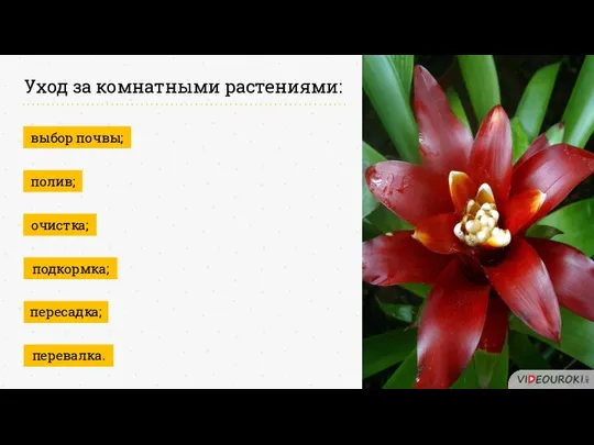 Уход за комнатными растениями: выбор почвы; полив; очистка; подкормка; пересадка; перевалка.