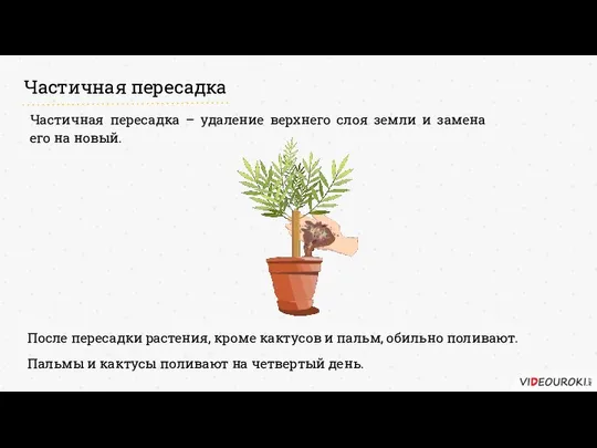 Частичная пересадка Частичная пересадка – удаление верхнего слоя земли и замена