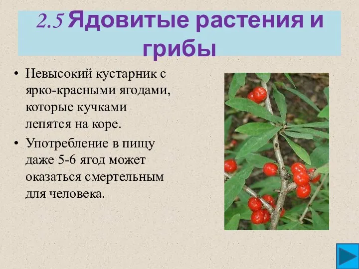 2.5 Ядовитые растения и грибы Невысокий кустарник с ярко-красными ягодами, которые
