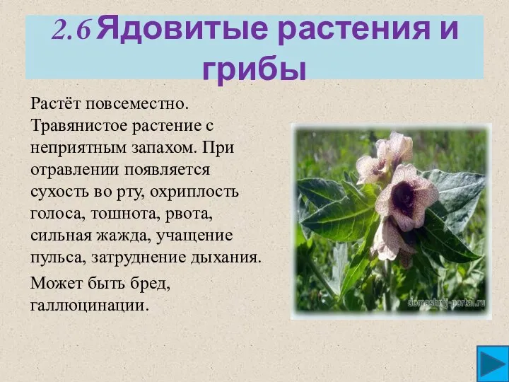 2.6 Ядовитые растения и грибы Растёт повсеместно. Травянистое растение с неприятным