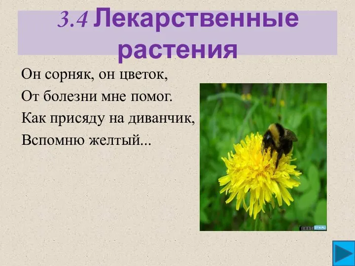 3.4 Лекарственные растения Он сорняк, он цветок, От болезни мне помог.