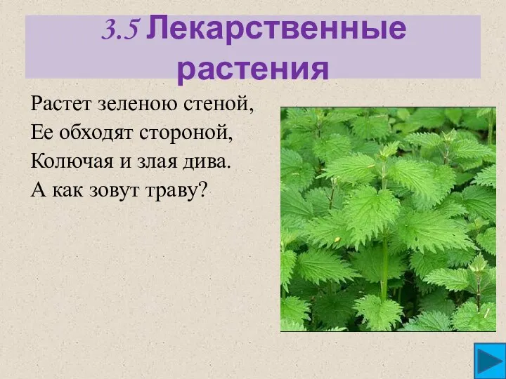 3.5 Лекарственные растения Растет зеленою стеной, Ее обходят стороной, Колючая и