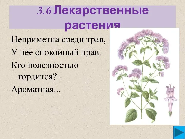 3.6 Лекарственные растения Неприметна среди трав, У нее спокойный нрав. Кто полезностью гордится?- Ароматная...