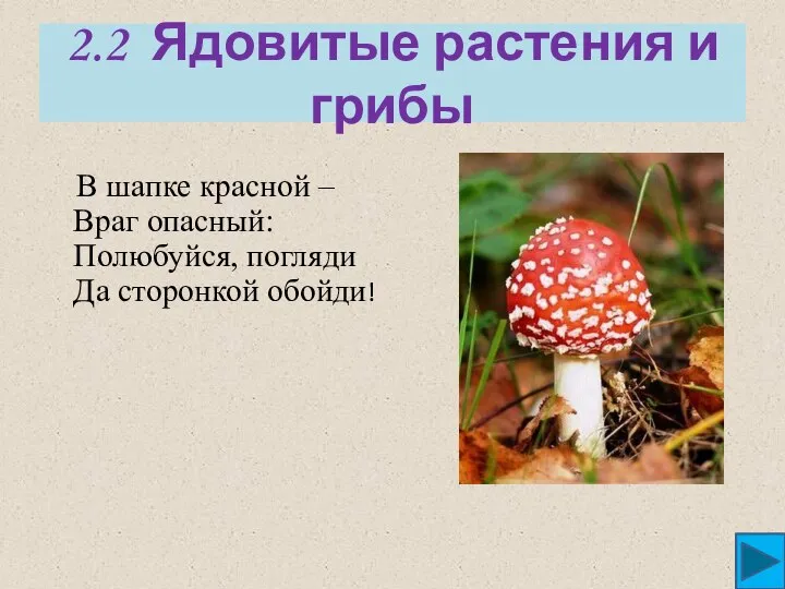 2.2 Ядовитые растения и грибы В шапке красной – Враг опасный: Полюбуйся, погляди Да сторонкой обойди!