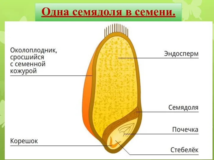 Одна семядоля в семени.