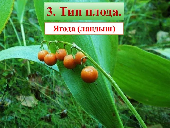 Ягода (ландыш) 3. Тип плода.