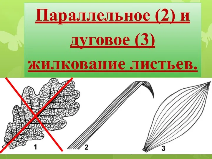 Параллельное (2) и дуговое (3) жилкование листьев.