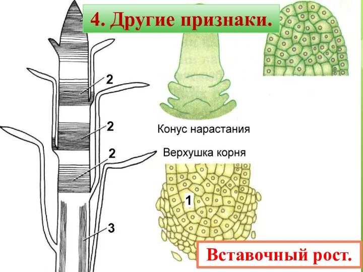 Вставочный рост. 4. Другие признаки.