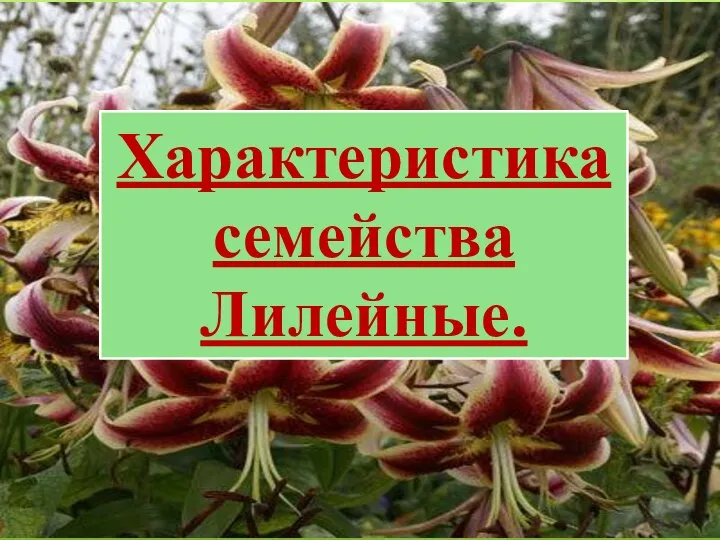 Характеристика семейства Лилейные.