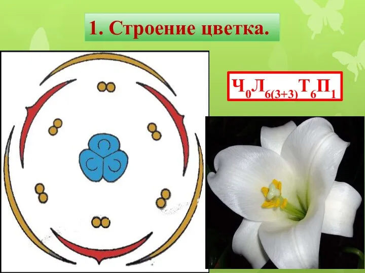 Ч0Л6(3+3)Т6П1 1. Строение цветка.