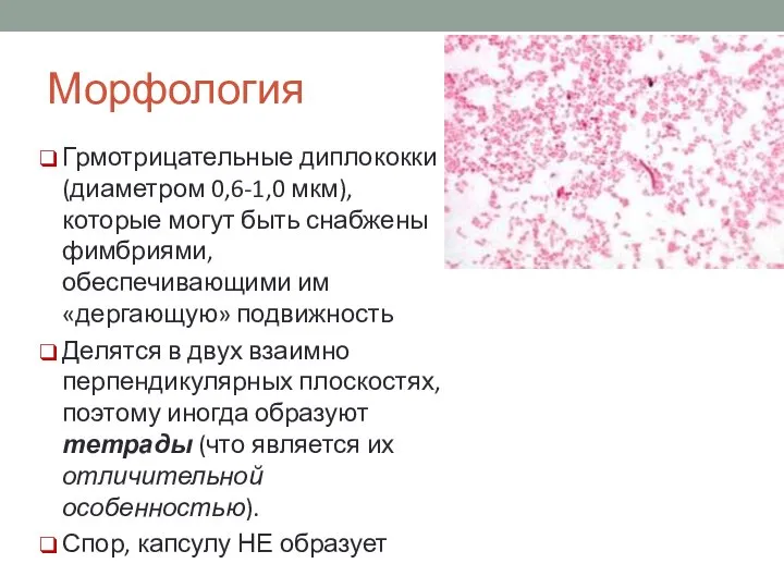 Морфология Грмотрицательные диплококки (диаметром 0,6-1,0 мкм), которые могут быть снабжены фимбриями,