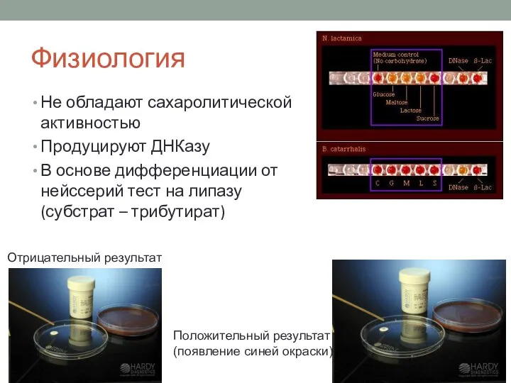 Физиология Не обладают сахаролитической активностью Продуцируют ДНКазу В основе дифференциации от