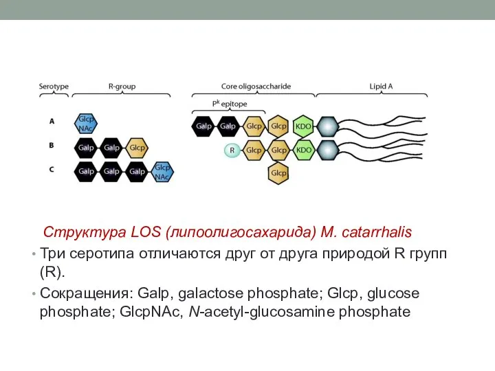 Структура LOS (липоолигосахарида) M. catarrhalis Три серотипа отличаются друг от друга
