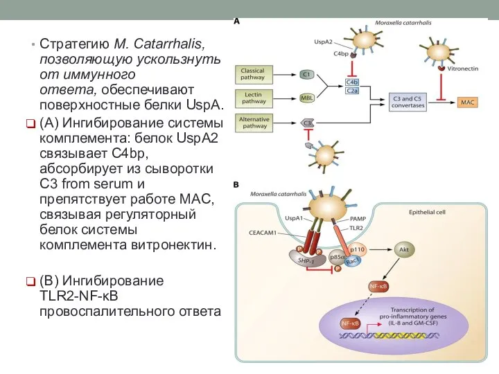 Стратегию M. Catarrhalis, позволяющую ускользнуть от иммунного ответа, обеспечивают поверхностные белки
