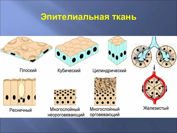 Эпителиальная ткань