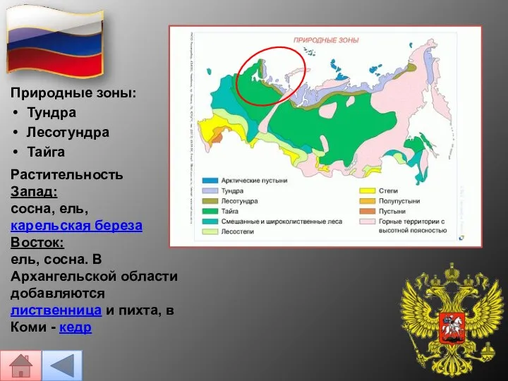 Природные зоны: Тундра Лесотундра Тайга Растительность Запад: сосна, ель, карельская береза