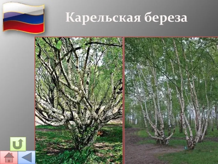 Карельская береза