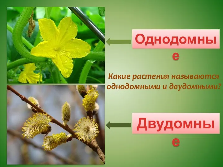 Однодомные Двудомные Какие растения называются однодомными и двудомными?