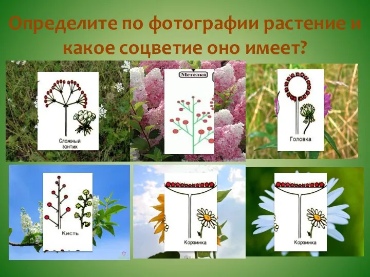Определите по фотографии растение и какое соцветие оно имеет?