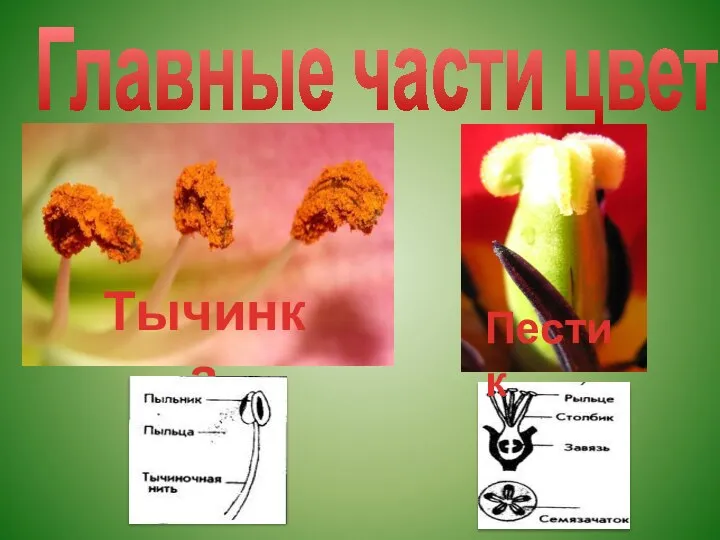 Главные части цветка Тычинка Пестик