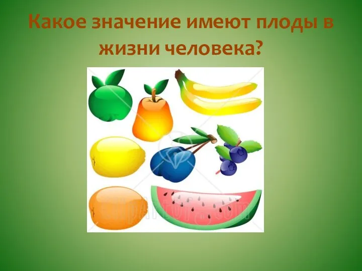 Какое значение имеют плоды в жизни человека?