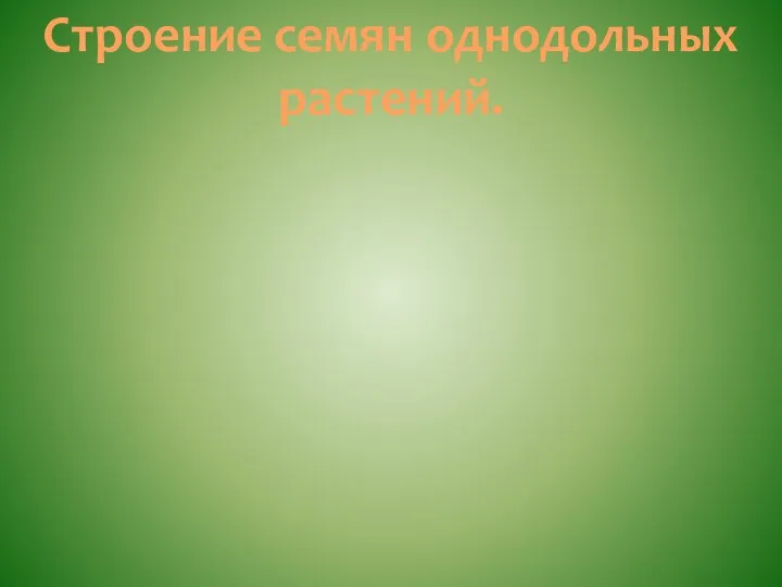 Строение семян однодольных растений.