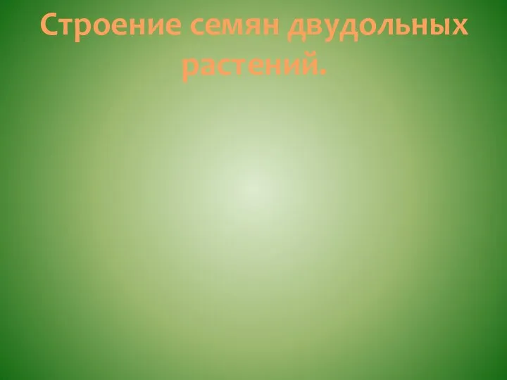 Строение семян двудольных растений.