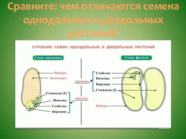 Сравните: чем отличаются семена однодольных и двудольных растений?