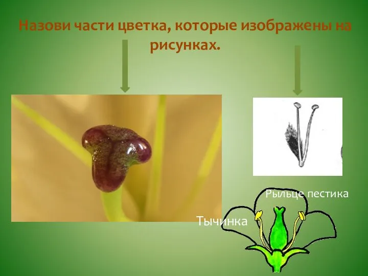 Назови части цветка, которые изображены на рисунках. Рыльце пестика Тычинка