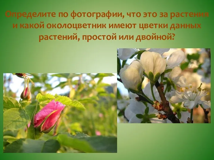 Определите по фотографии, что это за растения и какой околоцветник имеют