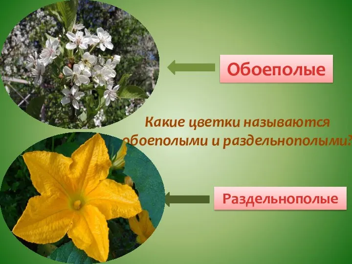 Обоеполые Раздельнополые Какие цветки называются обоеполыми и раздельнополыми?