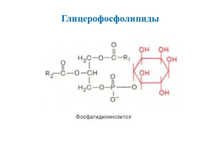 Глицерофосфолипиды