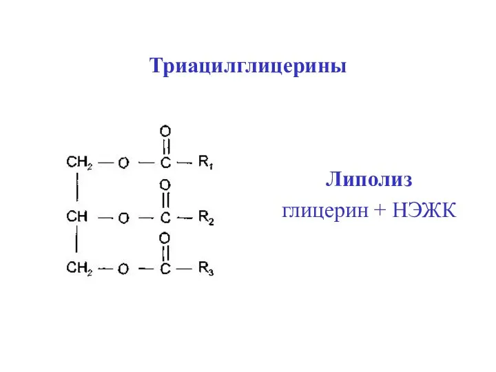 Триацилглицерины Липолиз глицерин + НЭЖК