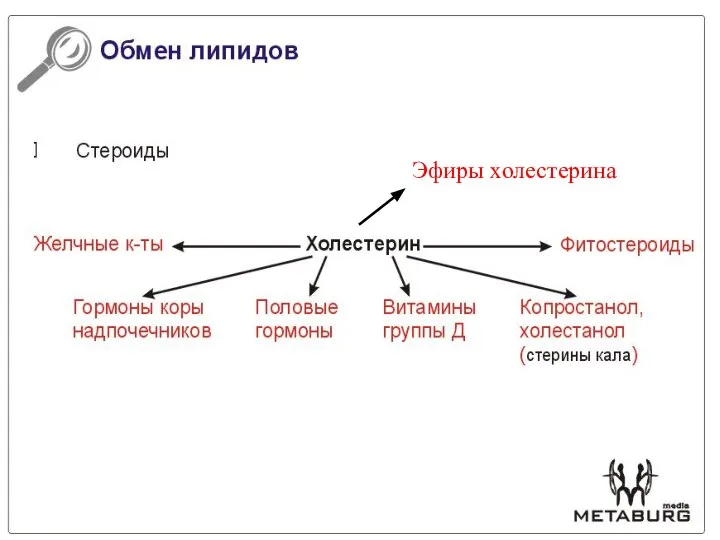 Эфиры холестерина