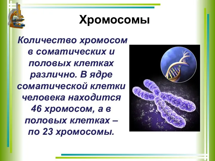 Хромосомы Количество хромосом в соматических и половых клетках различно. В ядре