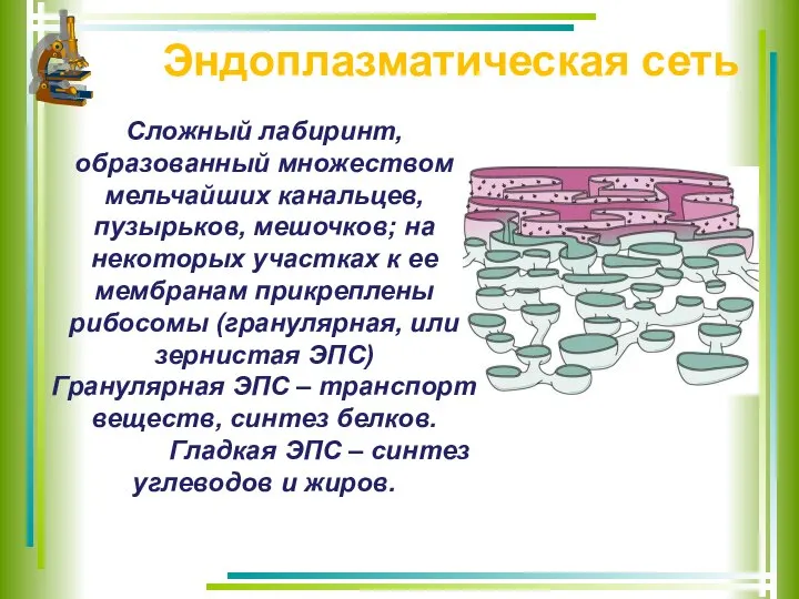 Эндоплазматическая сеть Сложный лабиринт, образованный множеством мельчайших канальцев, пузырьков, мешочков; на