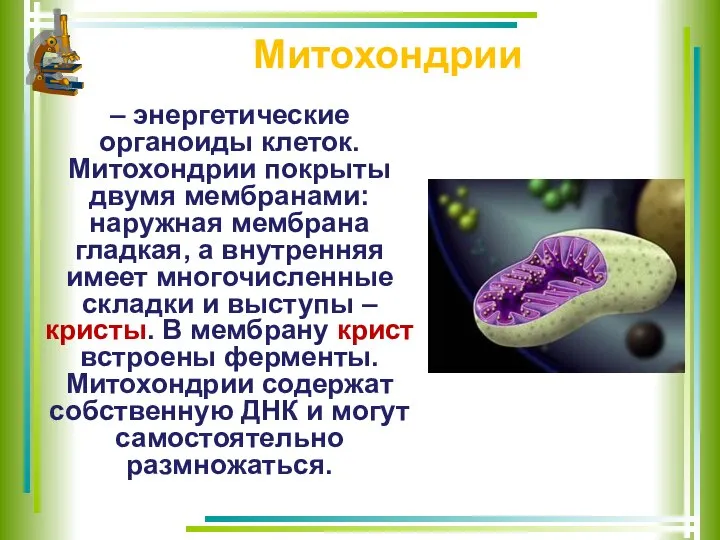 Митохондрии – энергетические органоиды клеток. Митохондрии покрыты двумя мембранами: наружная мембрана