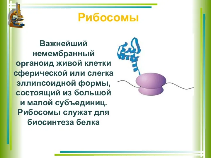 Рибосомы Важнейший немембранный органоид живой клетки сферической или слегка эллипсоидной формы,