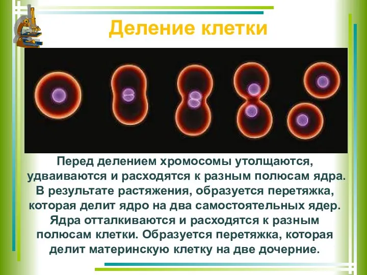 Деление клетки Перед делением хромосомы утолщаются, удваиваются и расходятся к разным