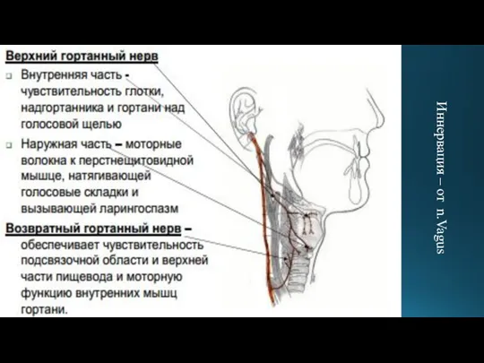 Иннервация – от n.Vagus