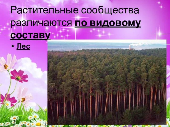 Растительные сообщества различаются по видовому составу Лес