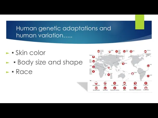 Human genetic adaptations and human variation….. ▪ Skin color ▪ Body size and shape ▪ Race