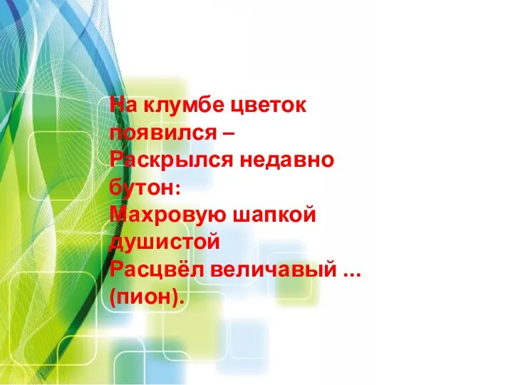 На клумбе цветок появился – Раскрылся недавно бутон: Махровую шапкой душистой Расцвёл величавый ... (пион).