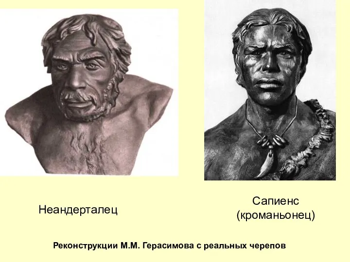 Неандерталец Сапиенс (кроманьонец) Реконструкции М.М. Герасимова с реальных черепов